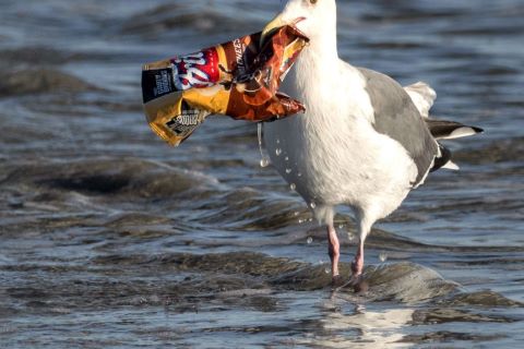 seagull and crisp packet.jpg